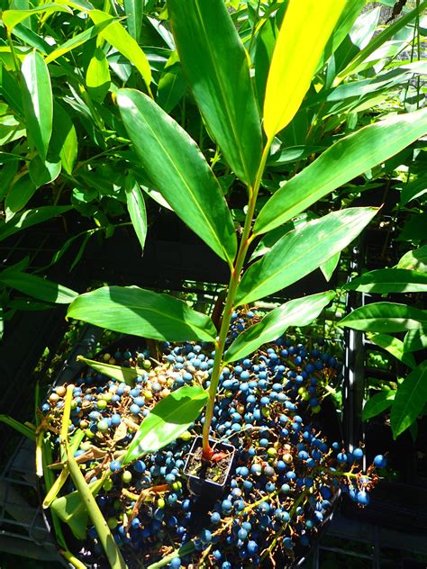 Alpinia caerulea – Coolum Native Nursery