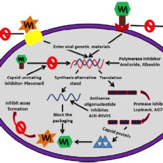 Schematic representation of fusion protein and their role in viral ...