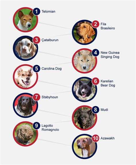 Rare Breeds Of Dogs - PetlifeSA