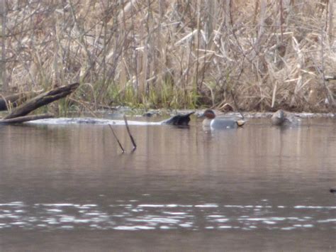 What species of duck is this? (Ohio) : whatsthisbird