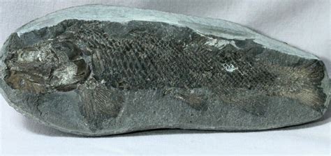 Fossil Fish of the Permian Triassic Transition