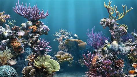 🔥 [47+] Aquarium HD 1080p Wallpapers | WallpaperSafari