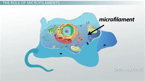 Microfilaments Diagram