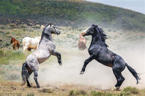 Photographs show two stallions fighting in Colorado | Daily Mail Online