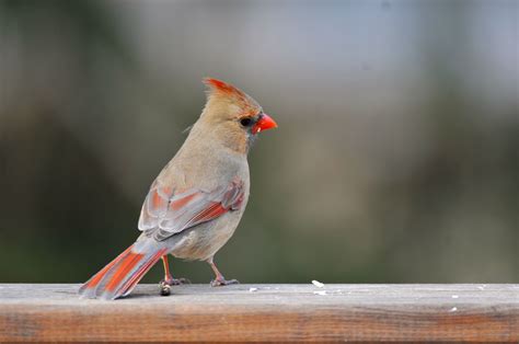 Female Cardinal | Animals, Bird, Photography