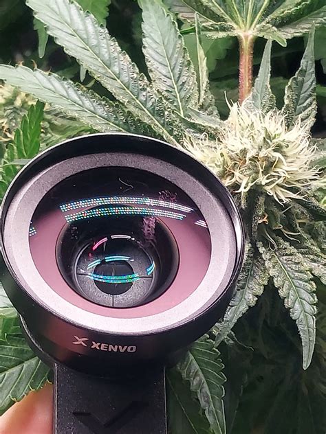 MACRO LENS | 420 Magazine