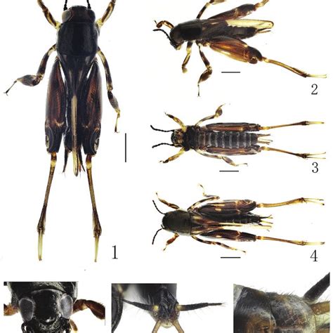 A, Gryllus (Gryllus) bimaculatus De Geer, 1773; B, Gryllodes sigillatus... | Download Scientific ...