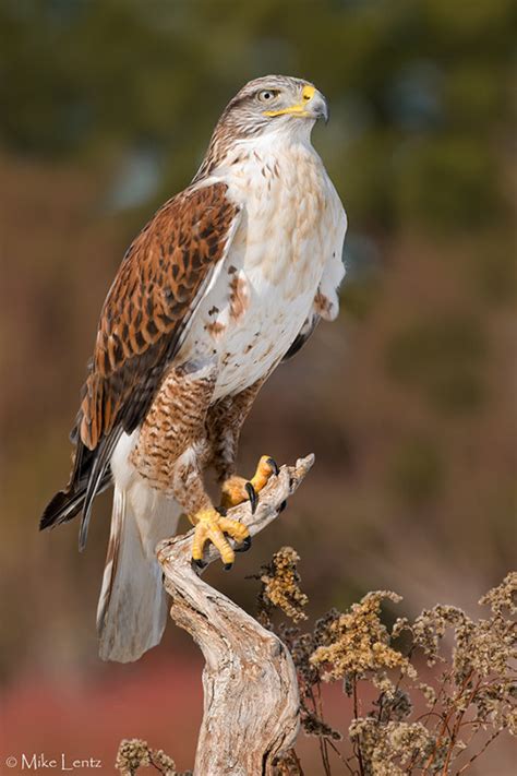 Ferruginous Hawk (light morph) photo - Mike Lentz Nature Photography photos at pbase.com