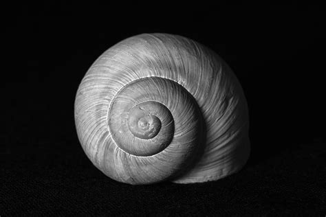 Snail Shell - Fine Art Photography Print | Martin Vorel Photography