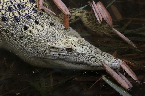 Siamese Crocodile (Crocodylus siamensis ) Alligators, Fun Shots, Wild ...