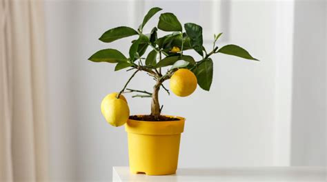 How To Grow Lemon Trees in Pots - Backyard Boss