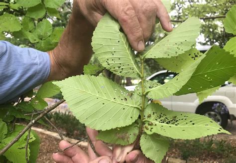 Elm Leaf Beetle wreaks havoc on Sutton Forest trees | Southern Highland News | Bowral, NSW