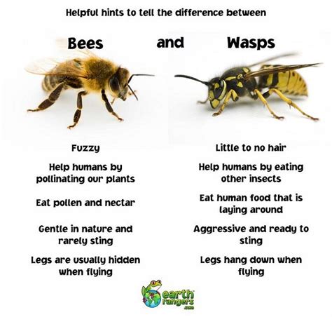 What's the difference between wasps and bees? http://www.earthrangers.com/wildwire/western ...