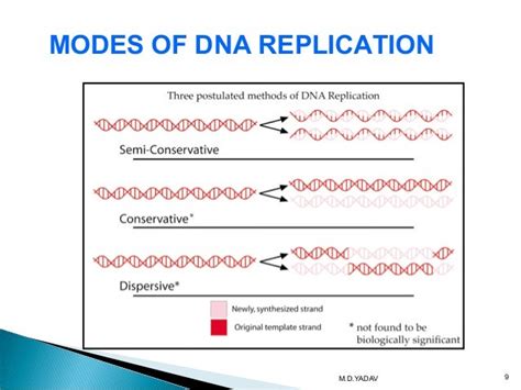 DNA replication and types of DNA