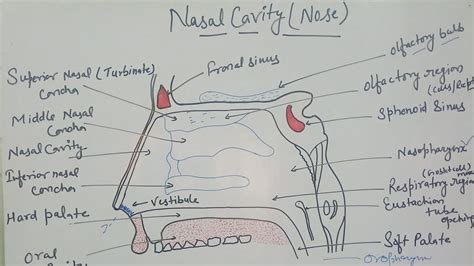 NASAL CAVITY STRUCTURE AND FUNCTIONS - YouTube