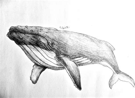 Humpback Whale Sketch by PatricktheHenchman on DeviantArt