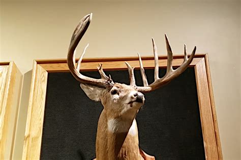 The Mel Johnson Buck: The World Record Archery Buck That Has Stood for ...