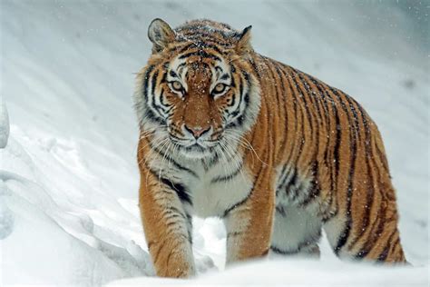 The return of the Siberian Tiger?