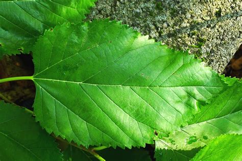 white mulberry leaf i | Whiteknights biodiversity