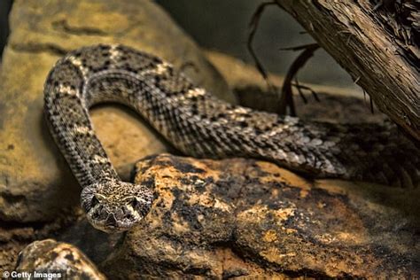 Arizona reptile expert shares photo of potentially lethal creature ...