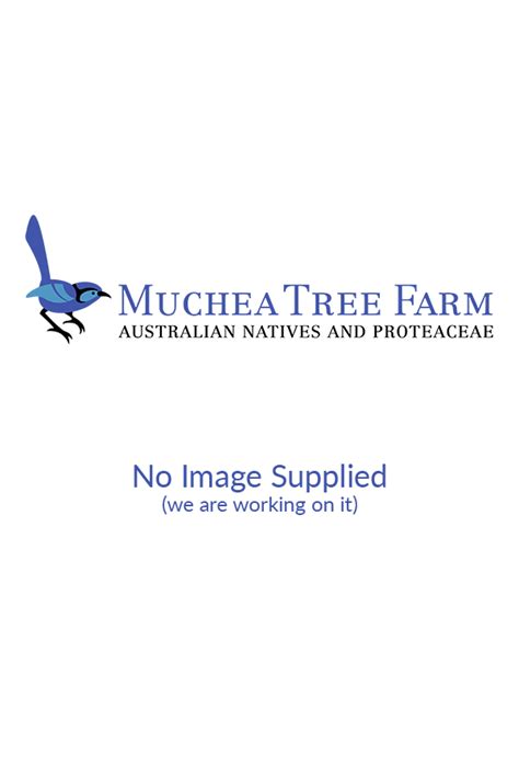 Melaleuca leucadendra – Muchea Tree Farm