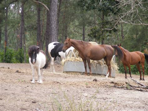 Best Horse Breeds for Kids | HubPages