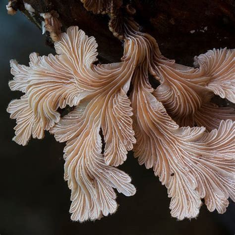 Schizophyllum commune | Fungispora | Nature Noise Wall