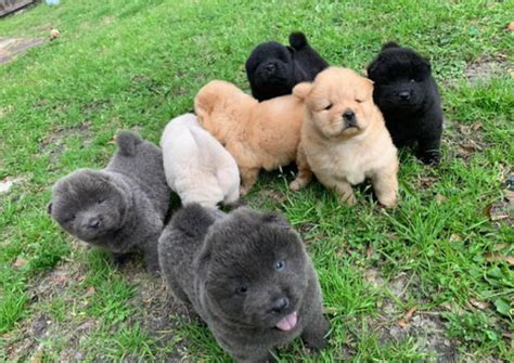 Chow Chow Puppy for sale by owner - Puppies for Sale Near Me