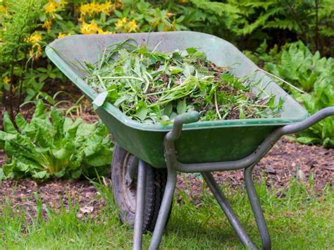 The 7 Best Tools for Weeding Your Vegetable Garden - The Small Town Homestead