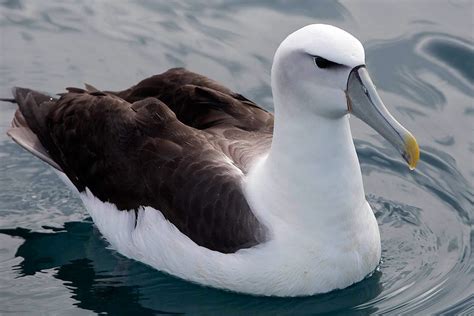 Albatross Encounter : Birding NZ