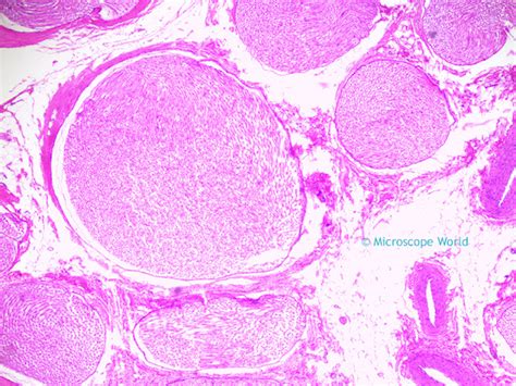 Microscope World Blog: Veins under the Microscope