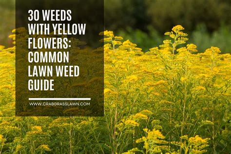 30 Weeds with Yellow Flowers: Common Lawn Weed Guide (2023) | CrabgrassLawn