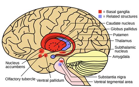 Basal Ganglia and Parkinson's Disease: How are they connected ...