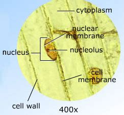 Onion Cells at 400X Magnification