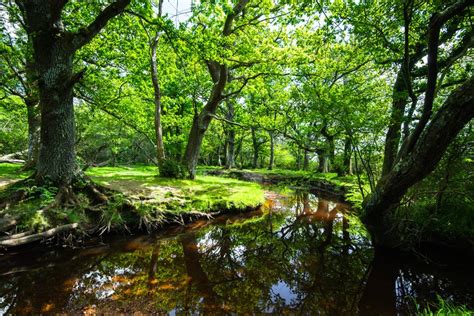 New Forest National Park (Official GANP Park Page)