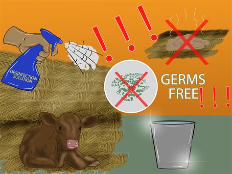 How to Diagnose and Treat Scours in Calves: 8 Steps