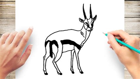 How to Draw Gazelle - YouTube