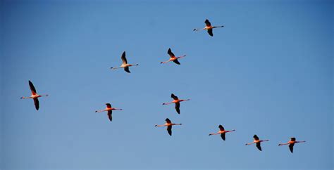 Why are Flamingos pink? It's all down to their diet.