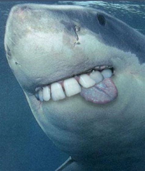 He looks SO CUTE AND CUDDLY!!! Shark with human teeth are cute ...