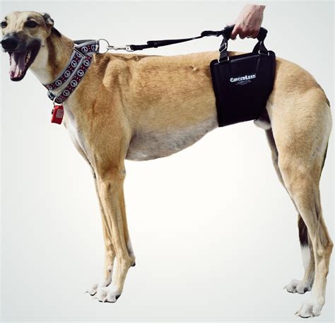 How To Strengthen Your Dogs Hind Legs / Amazon.com : NeoAlly Dog Rear Leg Brace Splints with ...