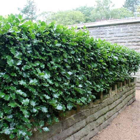 Holly Hedge Planting Density - octopussgardencafe