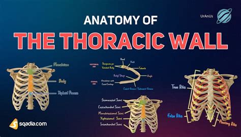 Anatomy of the Thoracic Wall | Anterior Chest Wall Anatomy - sqadia.com