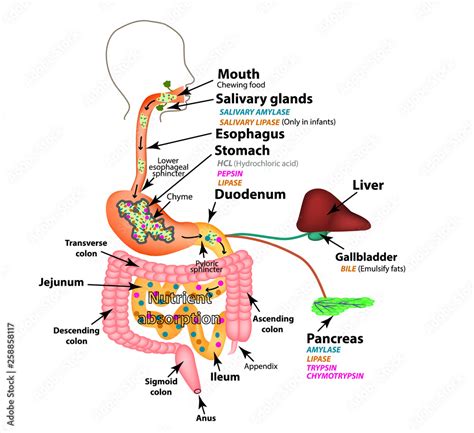 Enzymes Digestive System