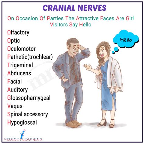 Cranial Nerve Mnemonics