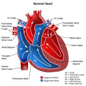 Human Cardiac and Respiratory Systems: DESCRIBE THE STRUCTURE OF THE HEART AND EXPLAIN THE ...