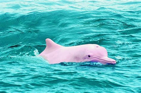 Rare dolphins return to Hong Kong as traffic pauses due to Covid ...