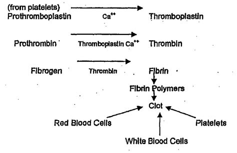 Platelets help in clotting of blood at injured site.Draw a flow diagram ...