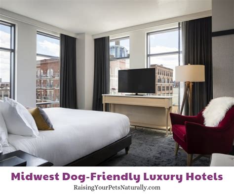 Pet-Friendly Luxury Hotels in the Midwest You Don't Want to Miss ...