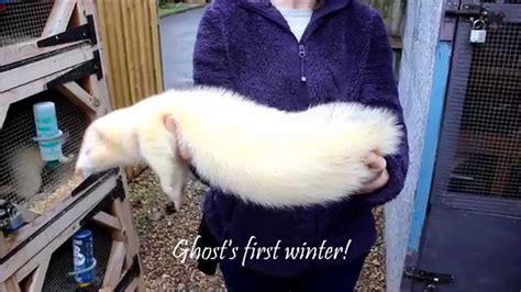 Friday Ferret Fix: Huge Ferrets at a Ferret Rescue - YouTube