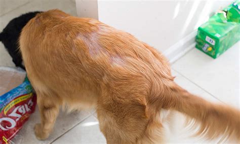 Seborrhea In Dogs Treatment and Symptoms | petswithlove.us